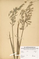 藏品(燕麥)的圖片